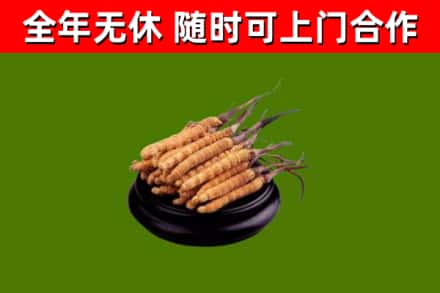 龙川烟酒回收冬虫夏草.jpg